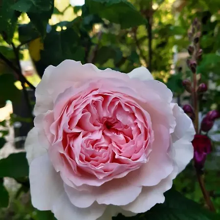 Tatil Evi Les Orchidees Sauvages Touffreville-la-Corbeline