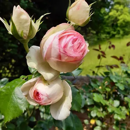 Tatil Evi Les Orchidees Sauvages Touffreville-la-Corbeline